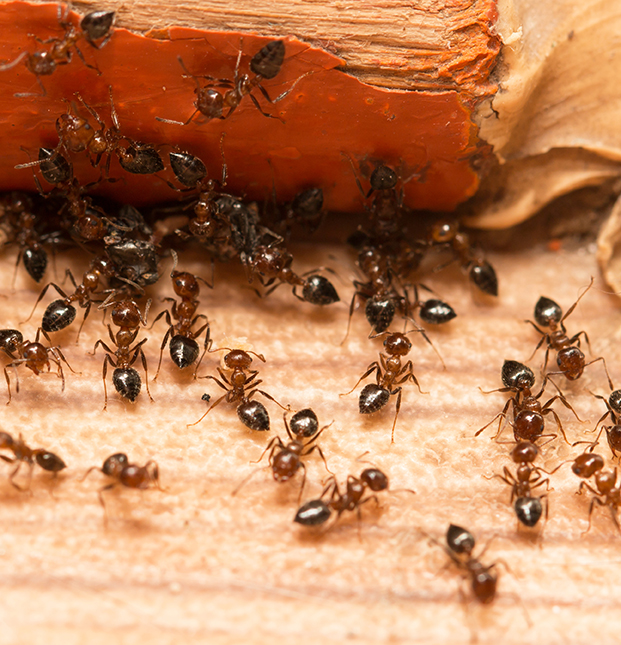 Ant Control Services in Marietta GA