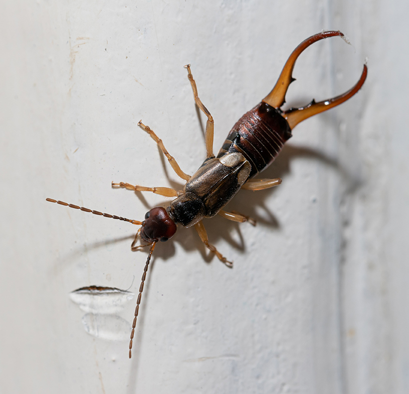 Earwig Control Services in Marietta GA