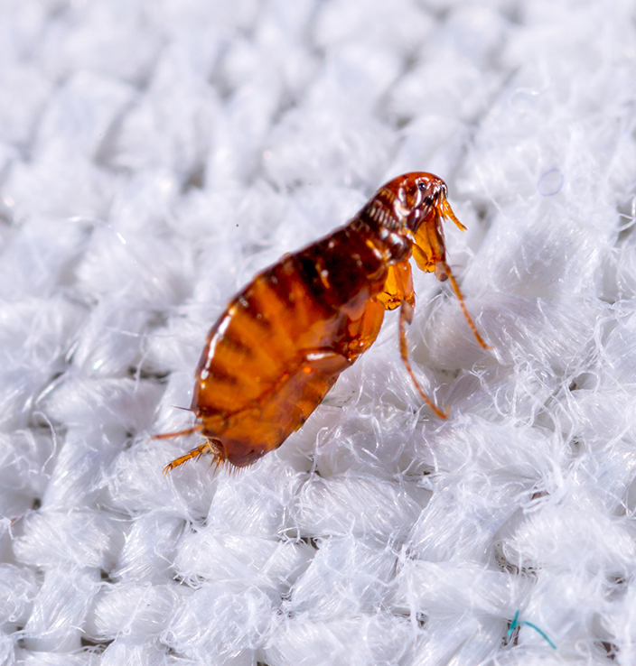 Flea Control Services in Marietta GA