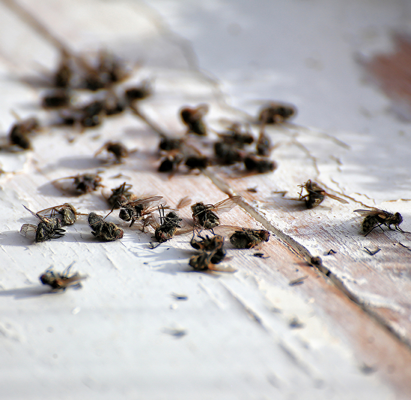 Fly Control Services in Marietta GA