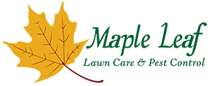 Mapple Leaf Logo