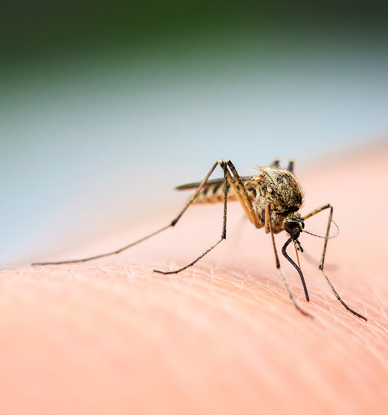 Mosquito Control Services in Marietta GA