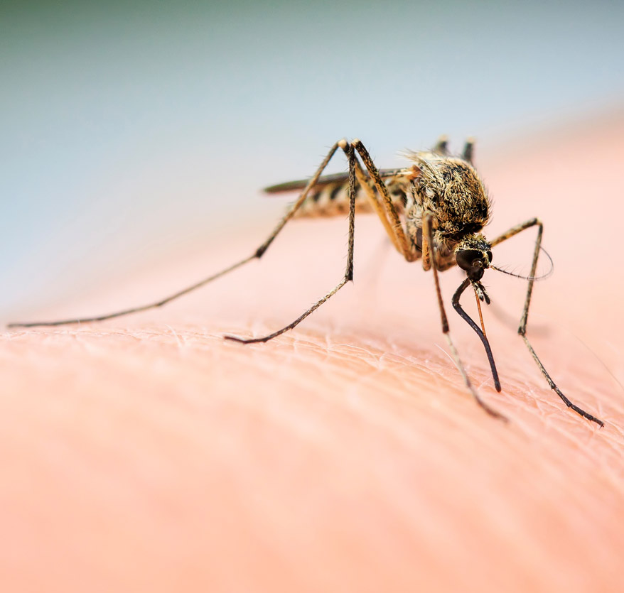 Mosquito biting pest control