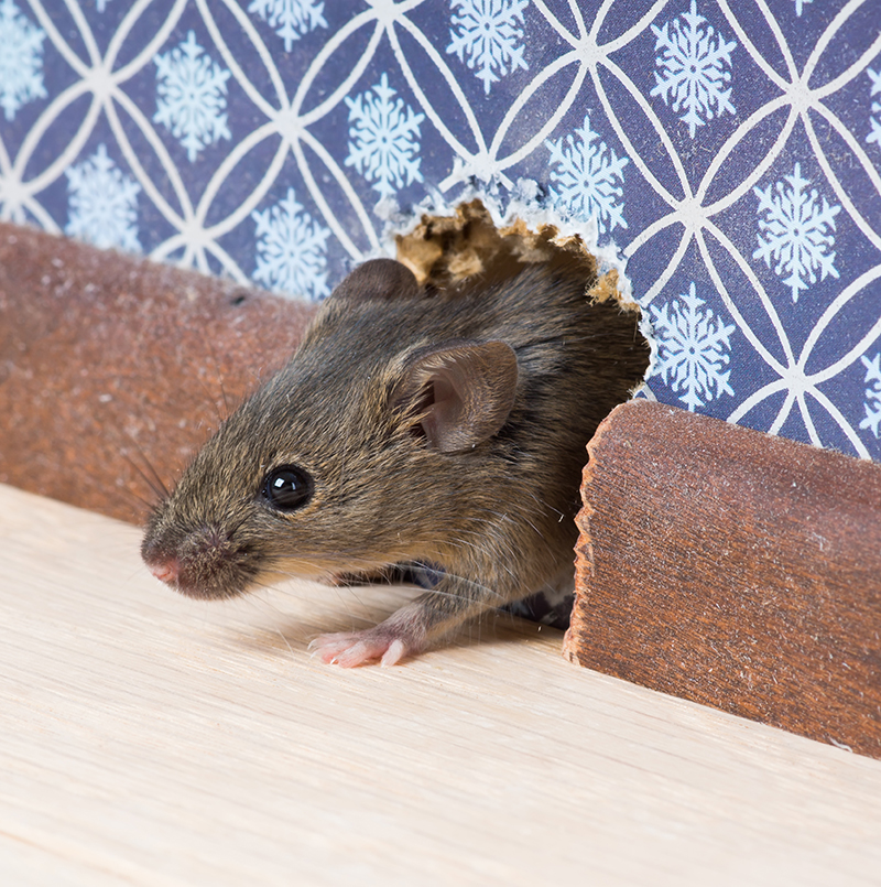 Mouse Control Services in Marietta GA