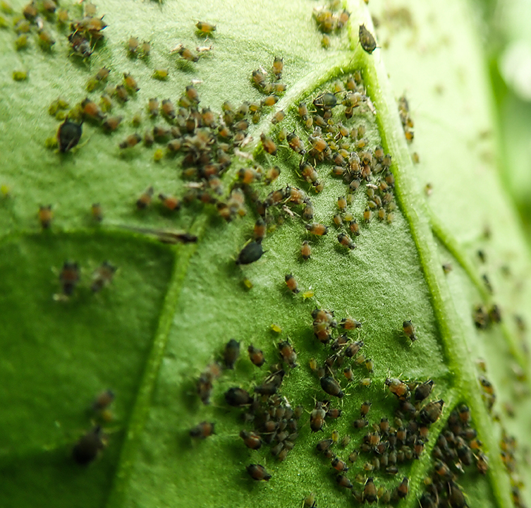 Professional Marietta Aphid Control Services