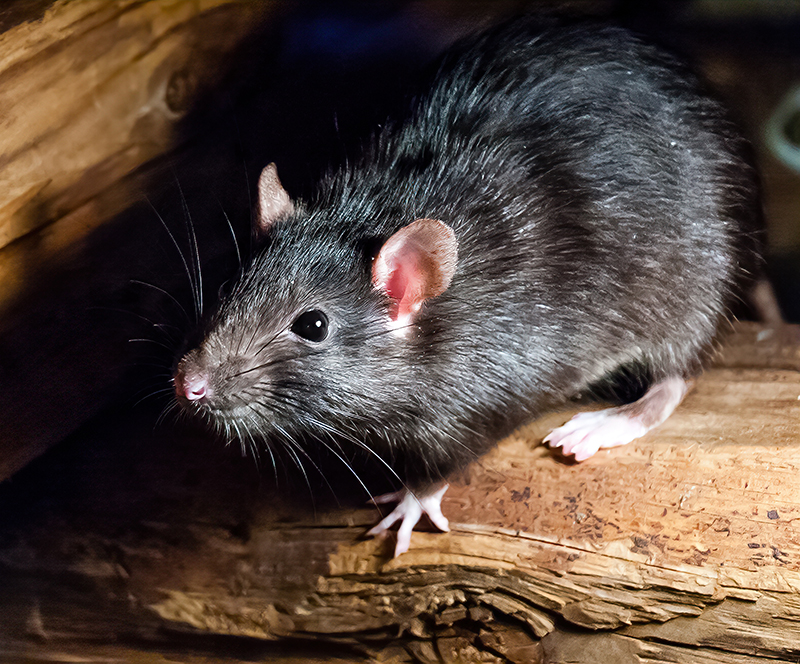 Rat Control Services in Marietta GA