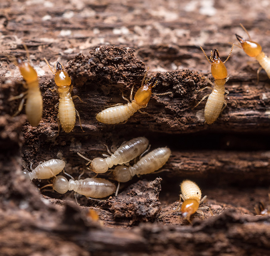 Termite Control