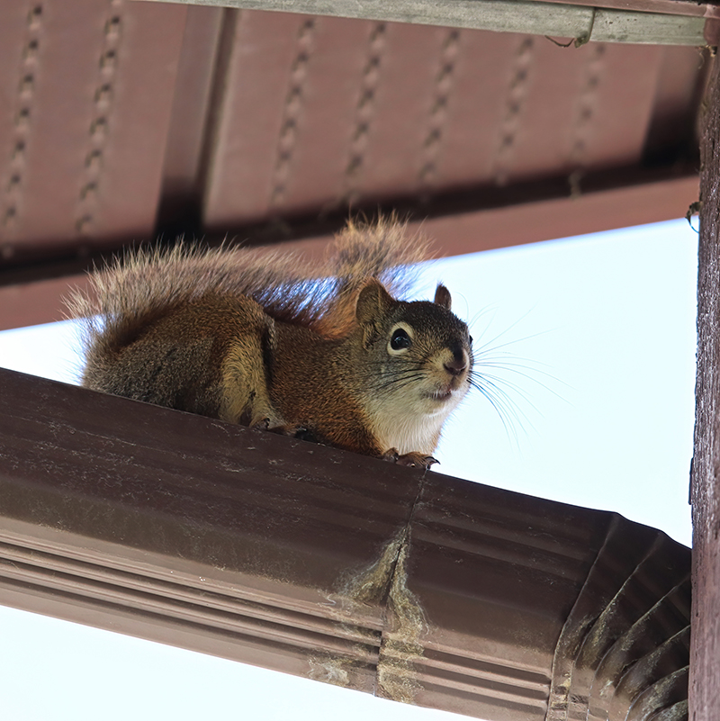Wildlife Control Exclusion Marietta Georgia